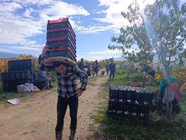 Sarıgöl'de üzüm kesimi aralık ayında da sürüyor