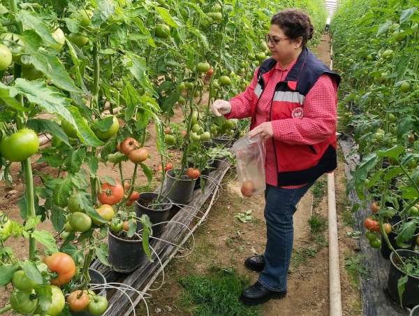 Simav'daki sera alanlarından pestisit denetimi için domates numunesi alımı