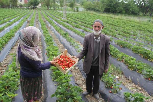 Sason'da yılın ilk çilek hasadı başladı