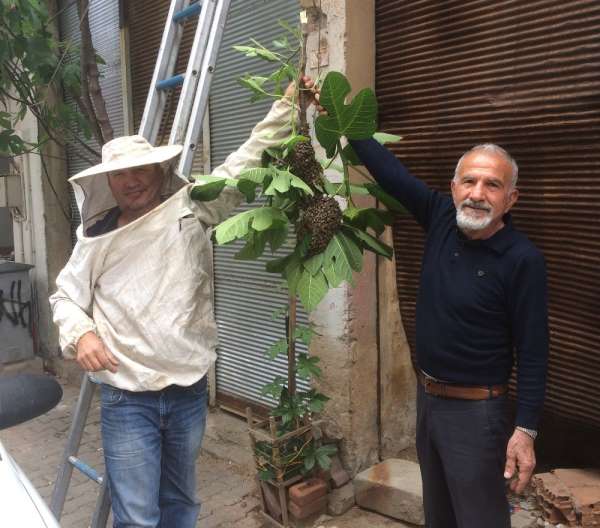 Oğul veren arılar vatandaşı hayran bıraktı