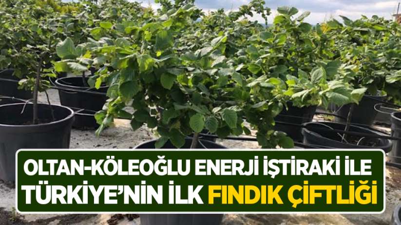 OLTAN-KÖLEOĞLU ENERJİ iştiraki ile Türkiye'nin ilk fındık çiftliği