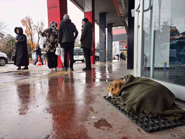 İç ısıtan hareket: Soğuktan titreyen köpeği şalla sardılar