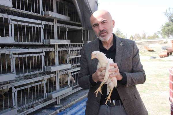 Karaman'da kendi yumurtalarını üretmeleri için köylülere tavuk ve horoz dağıtıldı