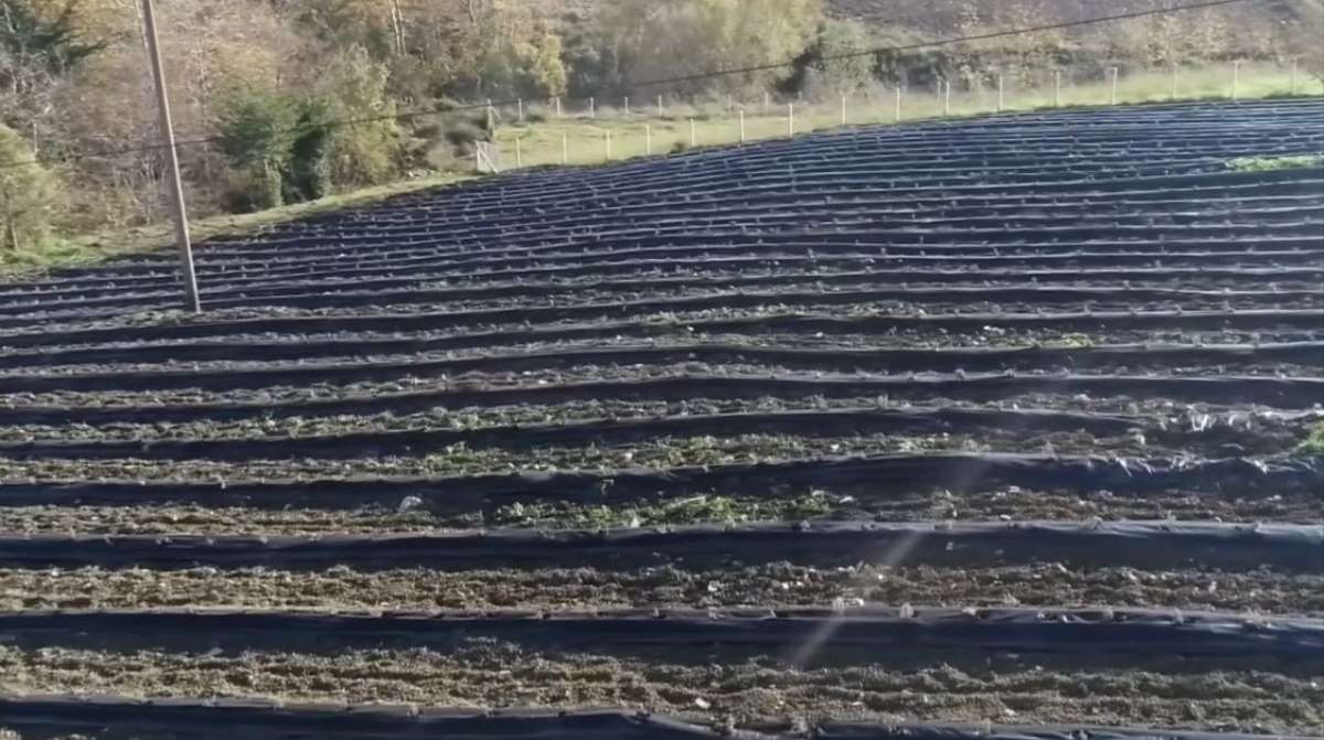 İngiltere'den döndü, devlet desteğiyle lavanta bahçesi kurdu