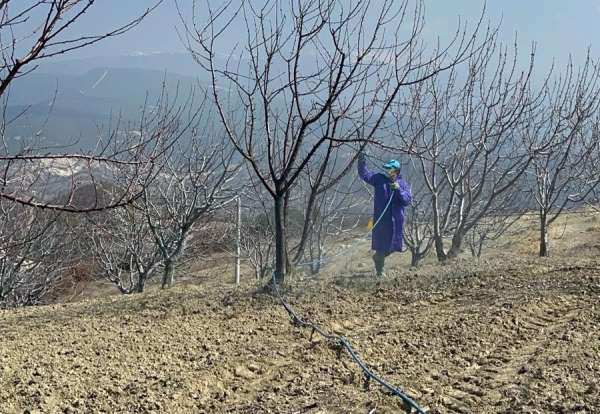 Kütahya'da kiraz, vişne ağaçları ilaçlanmaya başladı
