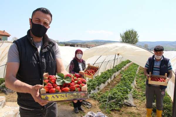 Sokağa çıkma yasağında erken çilek hasadı