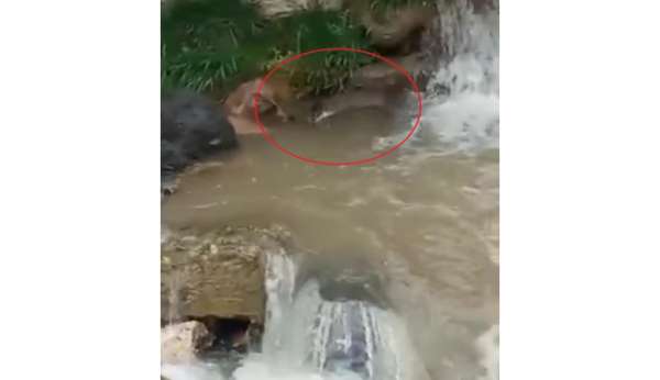 Ordu'da derede su samuru görüntülendi