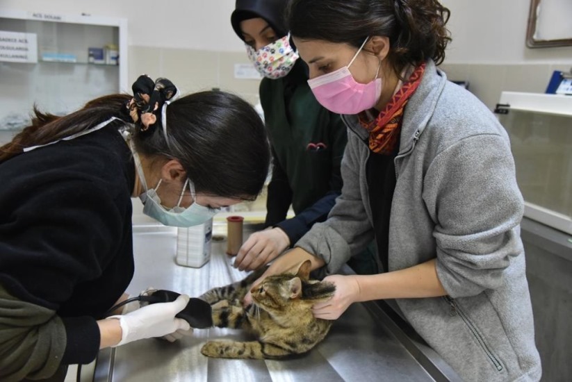 Karadeniz'in kamuya ait tek hayvan hastanesinde 6 bin 580 hayvan tedavi edildi