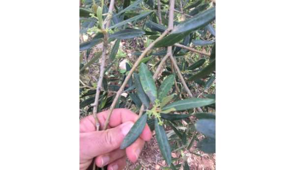 Salihli'de zeytin üreticilerine 'halkalı leke' uyarısı