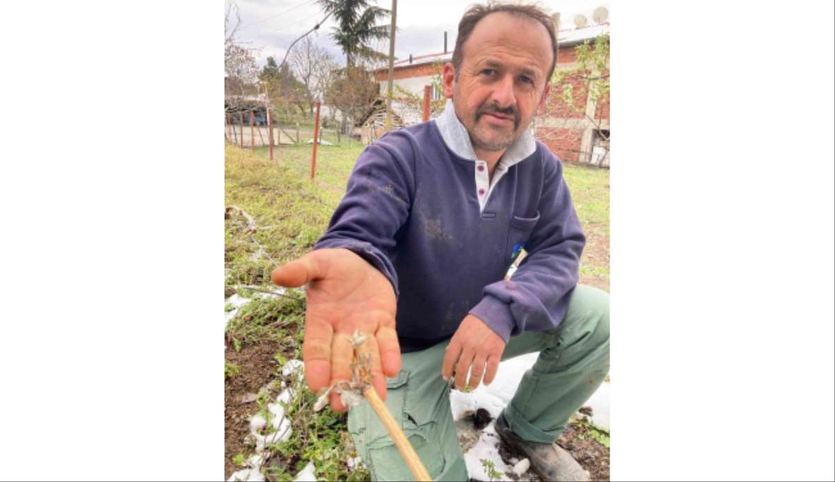 Tokat'ta tarım arazilerini don vurdu