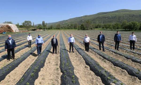 Amasya'da elmanın yanına 'çilek' geliyor