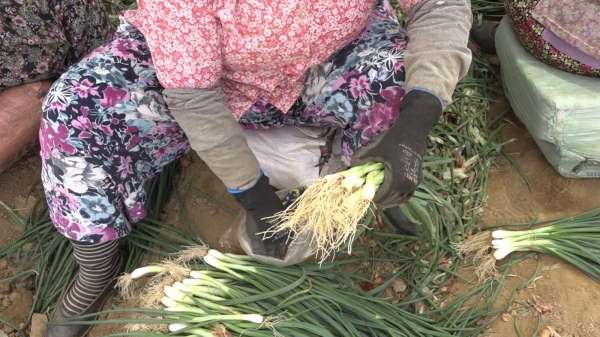 Tire'de taze soğan hasadı devam ediyor