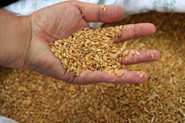 Edirne'de buğday 5 lira 667 kuruştan satıldı - Edirne haber