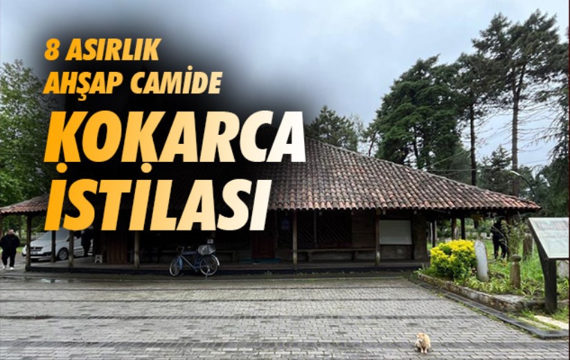 Samsun'da 8 asırlık ahşap camide kokarca istilası