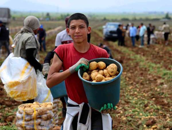 Adana'da patates hasadı başladı, tarlada kilogramı 22-24 lira