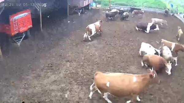 Amasya'da ineklerin depreme yakalandığı anlar kamerada