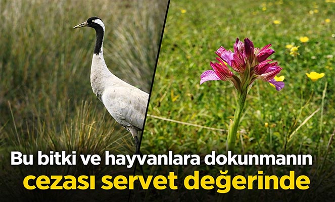 Bu bitki ve hayvanlara dokunmanın cezası servet değerinde