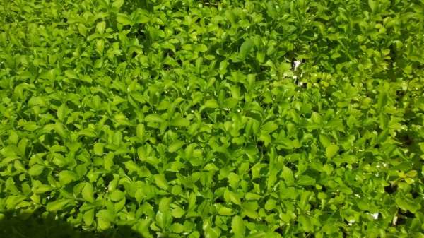 Burhaniye Stevia fidesi üretim merkezi oldu