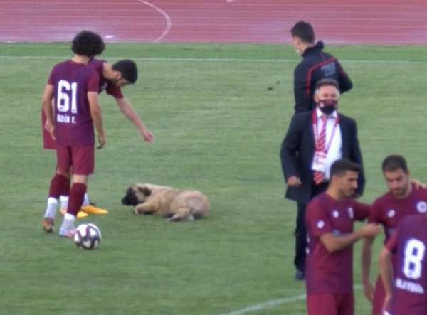 Sevimli köpek önce futbolcularla antrenman yaptı sonra sahadan çıkmadı