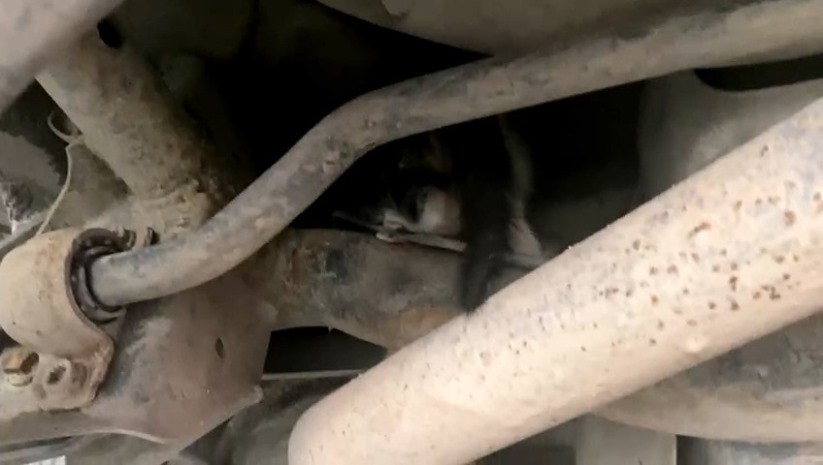 Otomobilde sıkışan yavru kedi kurtarıldı