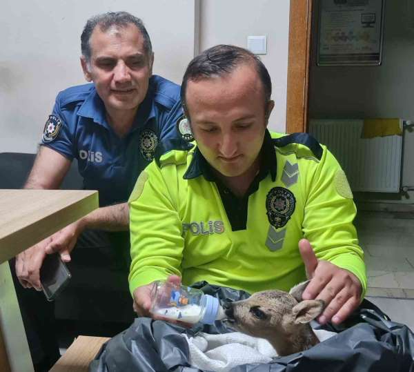 Yaralı yavru karacaya polis ekipleri sahip çıktı