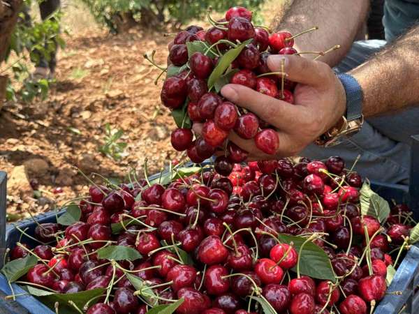Mardin'de 17. Napolyon Kirazı Festivali düzenlendi
