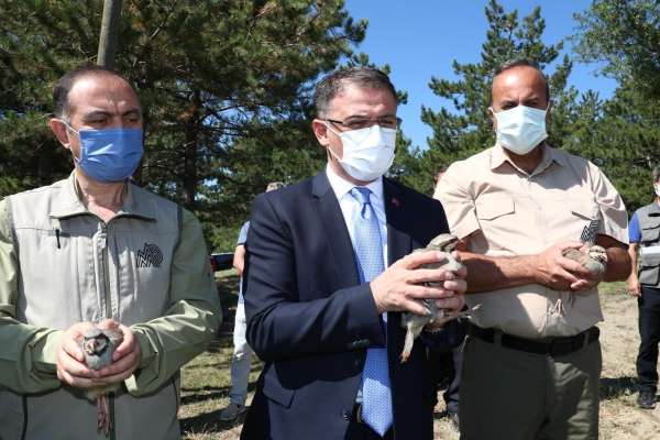 Tokat'ta, bin 250 kınalı keklik doğaya salındı