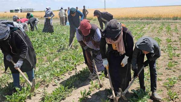 Adilcevaz'da kavurucu sıcakta ekmek mücadelesi