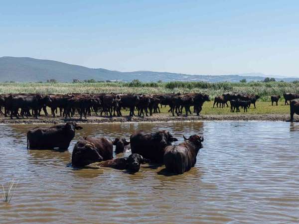 Afrika savanasını andıran görüntüler Bursa'dan