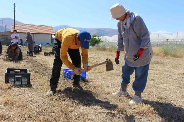 Elmalı'da safran soğanı hasadı başladı