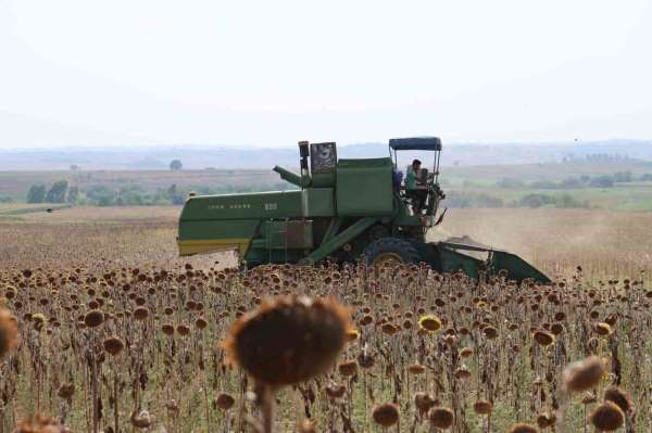 Kuraklık Çukurova'da ayçiçeği hasadını erkene çekti