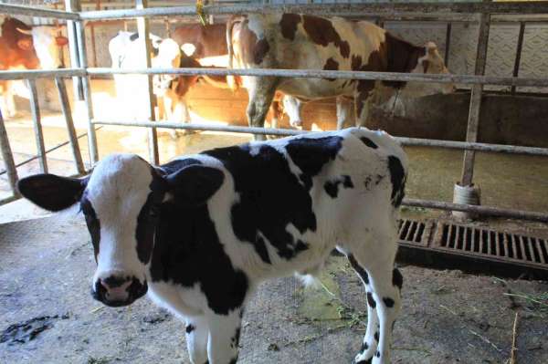 Tarım ve Orman Bakanı Yardımcısı Gümen'den TARPOL'un 'şap raporu'na tepki