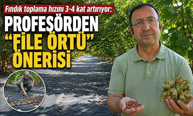 Fındık toplama hızını 3-4 kat artırıyor: Profesörden 'file örtü' önerisi