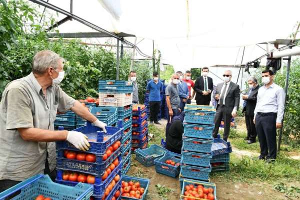 Isparta'da domates ve karanfil hasadı devam ediyor 