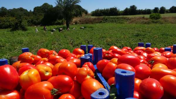 Çanakkale'de domates hasadı sancılı başladı: Tarlada ucuz, zincir marketlerde 10 katına satılıyor