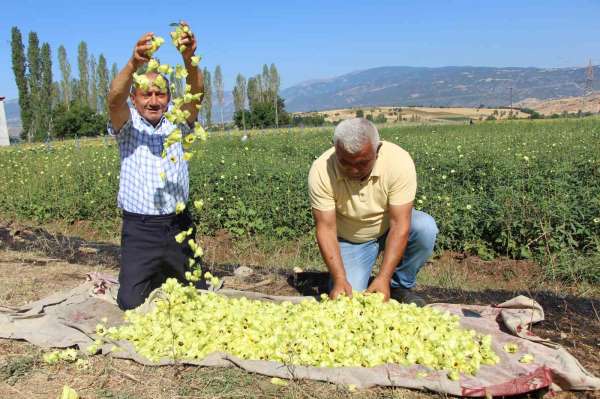 Amasya'nın tescilli bamyasına Afrika'dan rakip çıktı