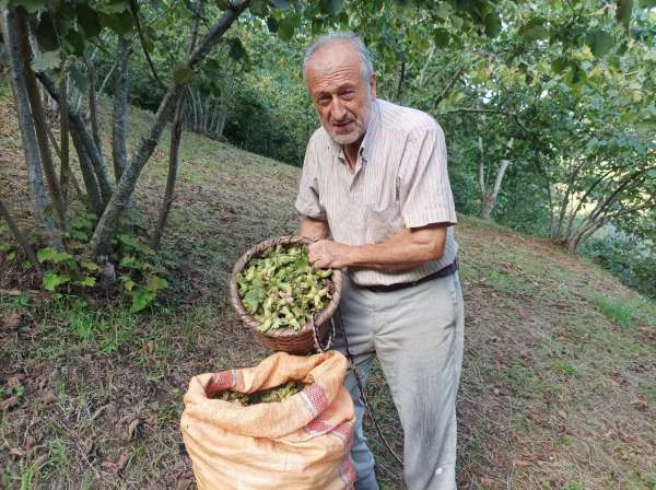 Giresunlu fındık üreticisinin umudu serbest piyasa
