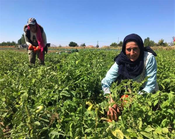 Tarlada 1 lira olan sofralık domates 4 katı fiyatla mutfağa giriyor