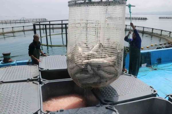 Samsun'da kültür balığında hedef 14 bin ton