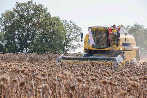 Bilecik'te yağlık ayçiçeği ekim alanı 60 bin dekardan 111 bin dekara yükseldi