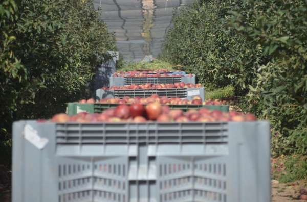 Niğde'de elmada 500 bin ton rekolte bekleniyor