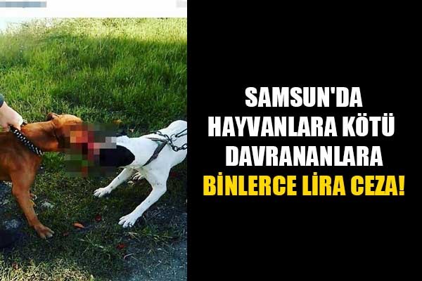 Samsun'da hayvanlara kötü davrananlara binlerce lira ceza!