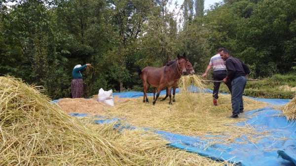Bitlis'te geleneksel yöntemlerle pirinç hasadı yapılıyor