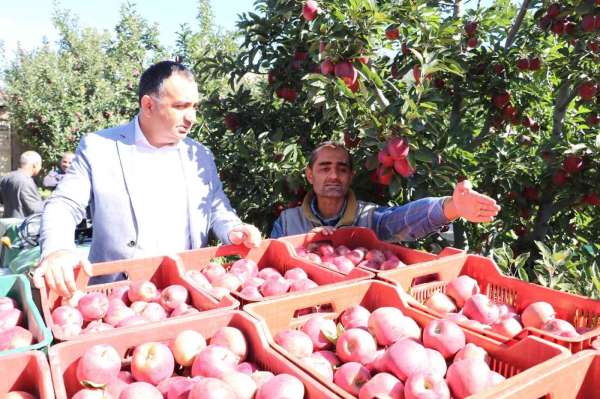 Eğirdir'de 61 bin dekarlık elma bahçesinden 400 bin ton rekolte bekleniyor