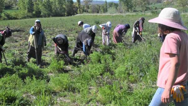 Samsun'da 11 bin 456 çiftçiye fide, fidan ve tohum desteği