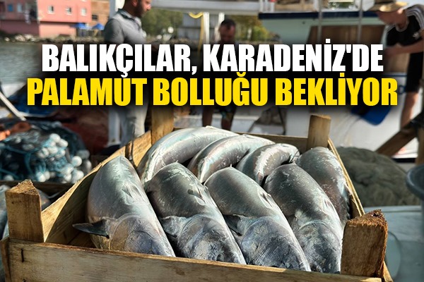 Balıkçılar Karadeniz'de palamut bolluğu bekliyor