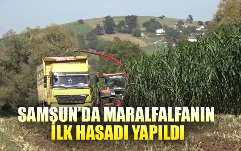 Maralfalfanın ilk hasadı yapıldı