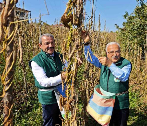 Akkuş şeker fasulyesi üretimi 14 yılda 25 tondan 2 bin 200 tona yükseldi
