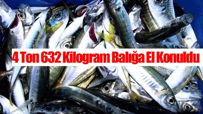 4 Ton 632 Kilogram Balığa El Konuldu