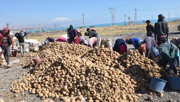 Türkiye'nin yüzde 17'lik patates tohumu ihtiyacını Ahlat karşılıyor 